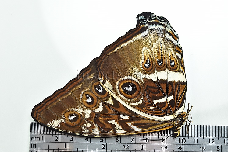 Morpho cisseis gahua f. phadena A1 ♂ - Image 3