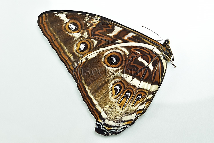 Morpho cisseis gahua f. phadena A1 ♂ - Image 2