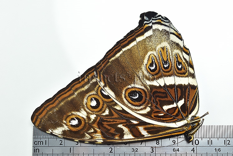Morpho cisseis gahua f. phadena A1 ♂ - Image 3
