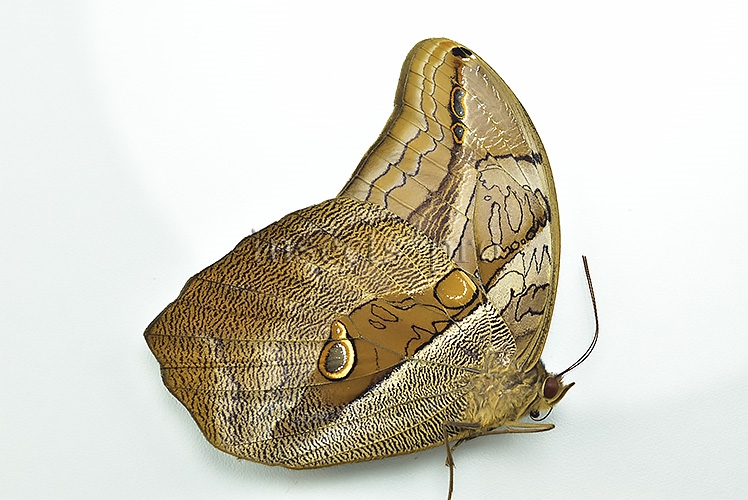 Eryphanis automedon tristis A1 ♂ - Image 2