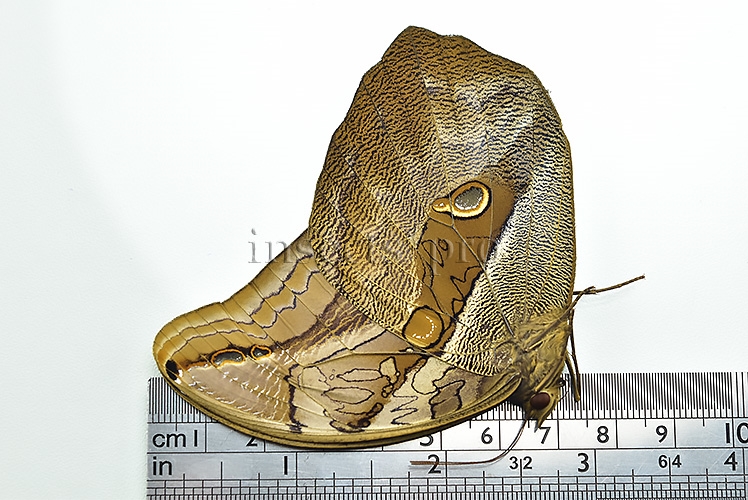 Eryphanis automedon tristis A1 ♂ - Image 3