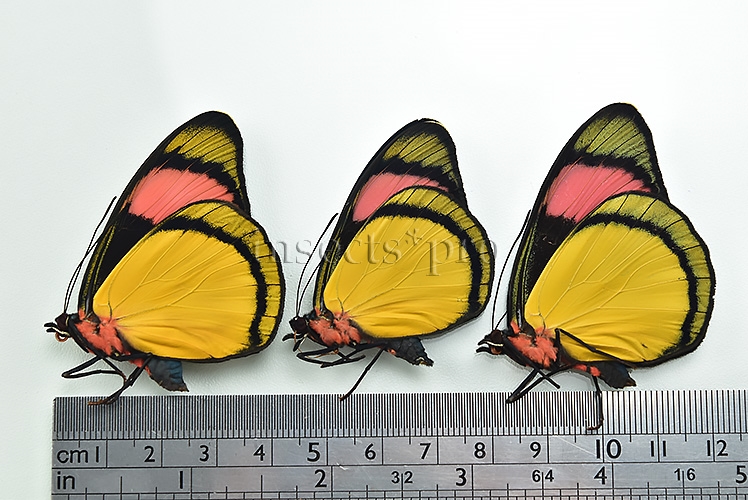Batesia hypochlora A1 ♂ SET of 3 sp. - Image 4