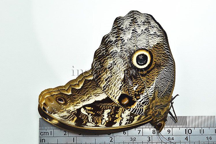 Caligo superbus A1 ♂ VIOLET - Image 3