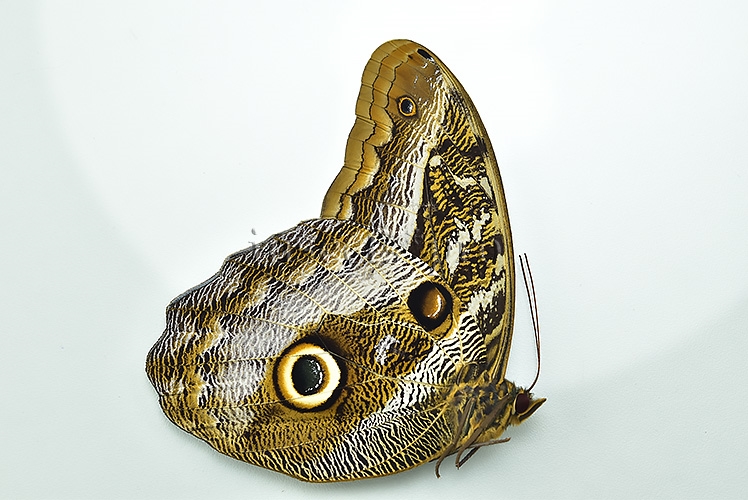 :::BULK SALE:::: Caligo idomeneus idomenides A1 ♂ - Image 2