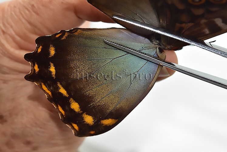 Morpho amphitryon cinereus A1 ♂ - Image 4