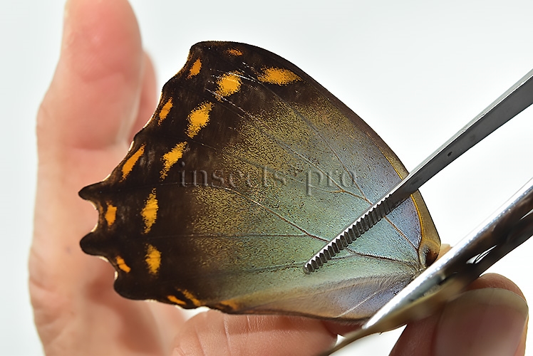 Morpho amphitryon cinereus A1 ♂ - Image 5
