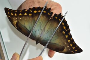 :::BULK SALE:::: Morpho amphitryon cinereus A1 ♂