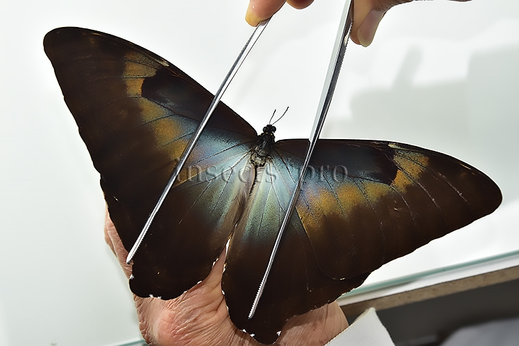 Morpho cisseis gahua f. phadena A1 ♂