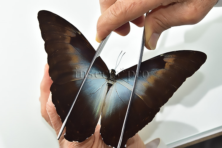 Morpho cisseis gahua f. phadena A1 ♂