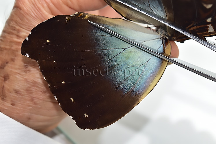Morpho cisseis gahua f. phadena A1 ♂ - Image 4