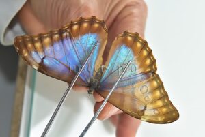 Morpho aurora lamasi A1 ♀ ALMOST PERFECT