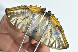:::BULK SALE:::: Morpho sulkowskyi selenaris A1 ♀ MOTHER-OF-PEARL MORPHO
