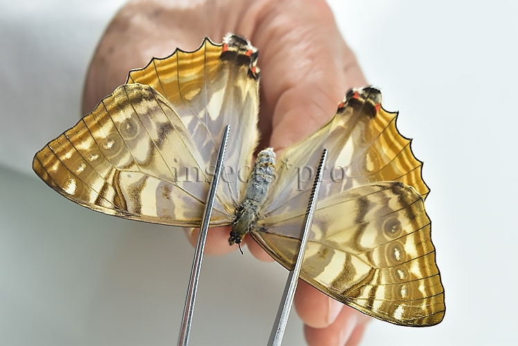 Morpho sulkowskyi selenaris A1 ♀