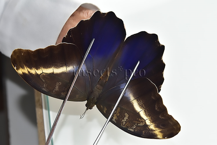 Caligo superbus A1 ♂ VIOLET
