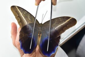 :::BULK SALE:::: Caligo idomeneus idomenides A1 ♂