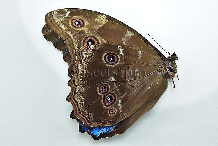 Morpho godartii tingomariensis A1 *GYNANDROMORPH* ⚥ BEAUTIFUL MOSAIC - Image 2