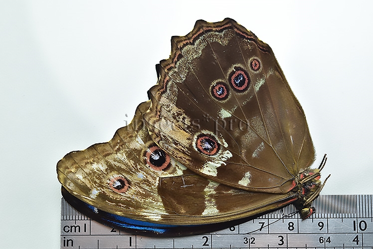 Morpho godartii tingomariensis A1 *GYNANDROMORPH* ⚥ BEAUTIFUL MOSAIC - Image 3