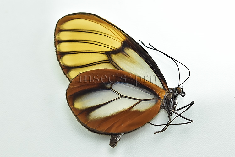 :::BULK SALE:::: Godyris duillia A1 ♂ GLASSWINGS - Image 2