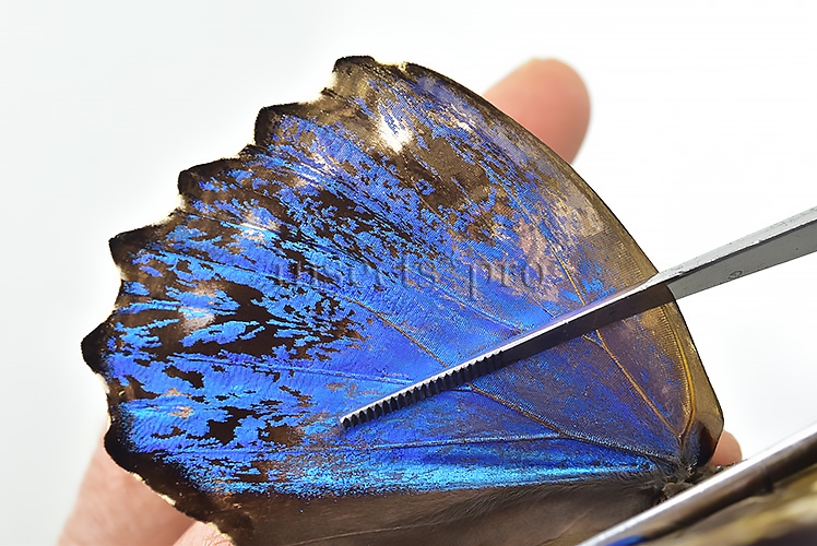 Morpho godartii tingomariensis A1 *GYNANDROMORPH* ⚥ BEAUTIFUL MOSAIC - Image 4