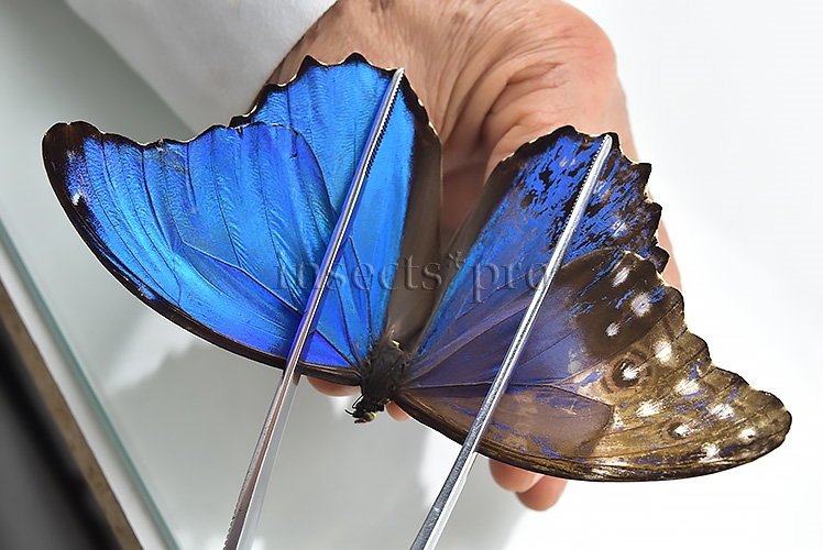 Morpho godartii tingomariensis A1 *GYNANDROMORPH* ⚥ BEAUTIFUL MOSAIC