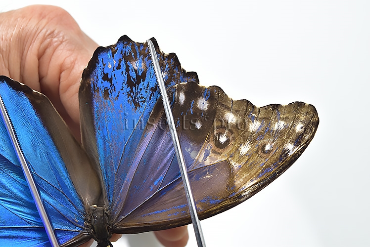 Morpho godartii tingomariensis A1 *GYNANDROMORPH* ⚥ BEAUTIFUL MOSAIC - Image 6