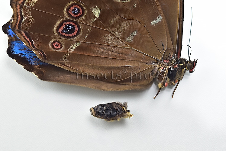 Morpho godartii tingomariensis A1 *GYNANDROMORPH* ⚥ BEAUTIFUL MOSAIC - Image 5