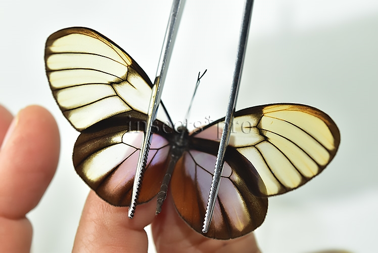 :::BULK SALE:::: Godyris duillia A1 ♂ GLASSWINGS