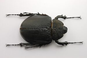 Megasoma rex A1 ♀ 69mm