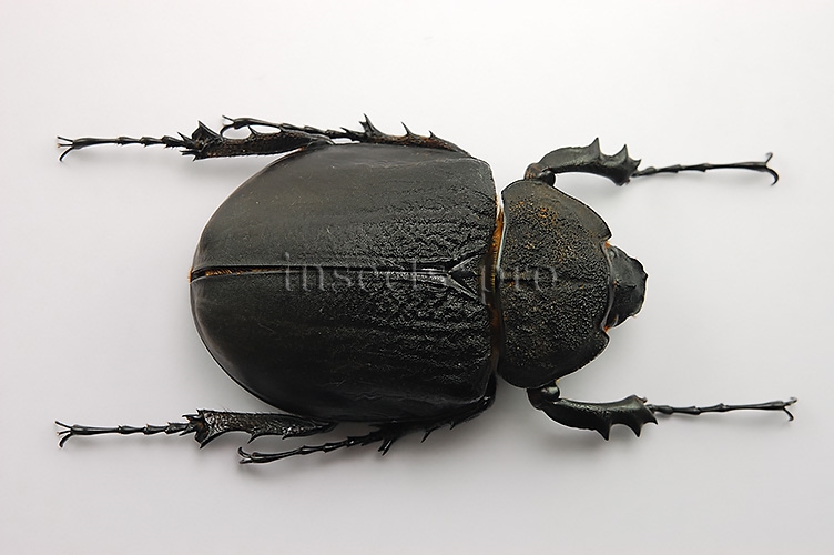 Megasoma rex A1 ♀ 69mm