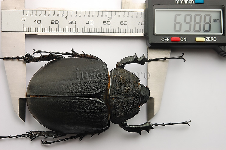 Megasoma rex A1 ♀ 69mm - Image 3