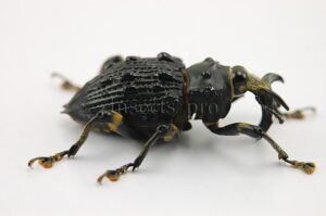 Cratosomus vaginalis A1 ♂ 30mm