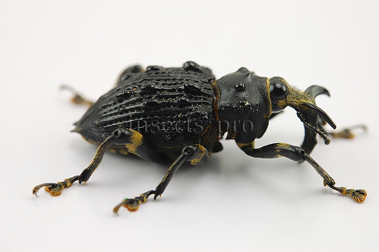 Cratosomus vaginalis A1 ♂ 30mm