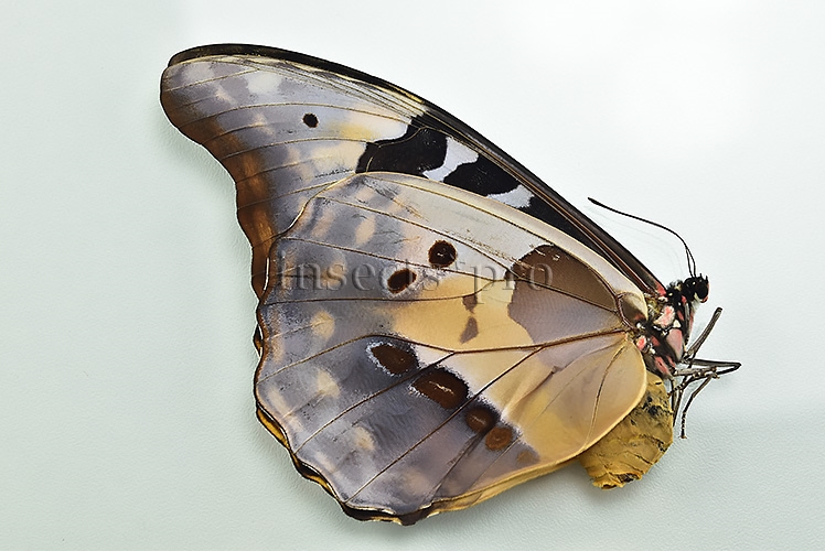 Morpho rhetenor helena A1 ♀ - Image 2