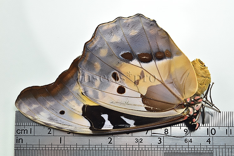 Morpho rhetenor helena A1 ♀ - Image 3
