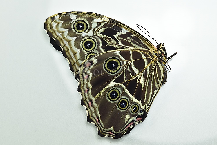 Morpho deidamia mariae A1 *GYNANDROMORPH* ⚥ PERFECT BILATERAL - Image 2