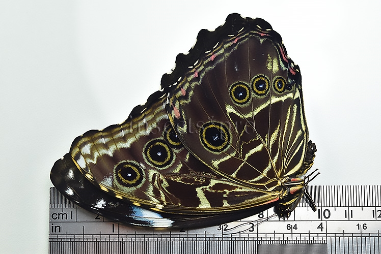 Morpho deidamia mariae A1 *GYNANDROMORPH* ⚥ PERFECT BILATERAL - Image 3