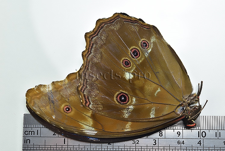 Morpho godartii tingomariensis *GYNANDROMORPH* ⚥ MOSAIC ON VERSO - Image 2
