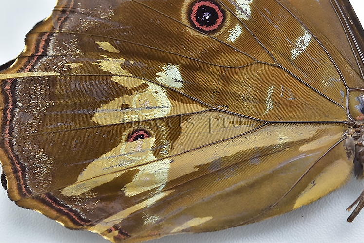 Morpho godartii tingomariensis *GYNANDROMORPH* ⚥ MOSAIC ON VERSO - Image 3