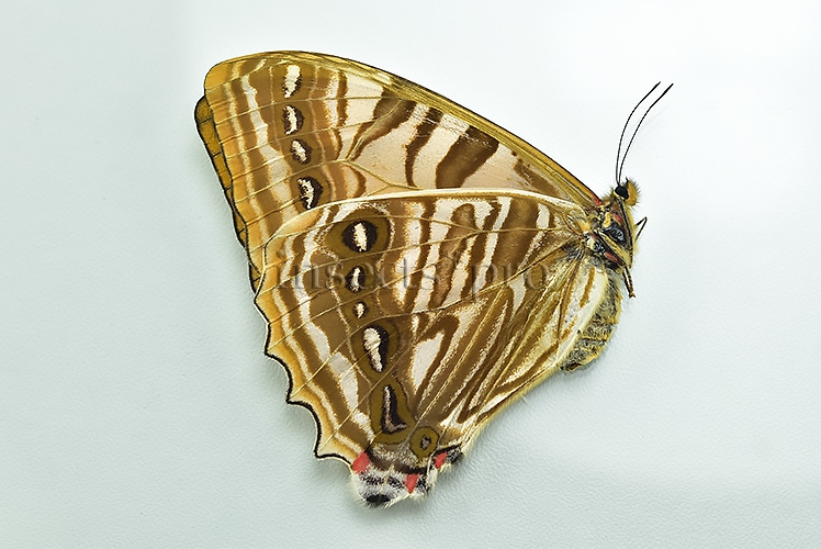 Morpho sulkowskyi selenaris A1 ♀ ABERRATION* YELLOWISH FORM - Image 2