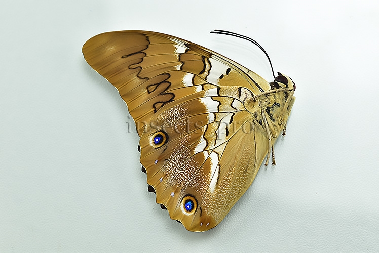 Prepona deiphile neoterpe A1 ♂ - Image 2
