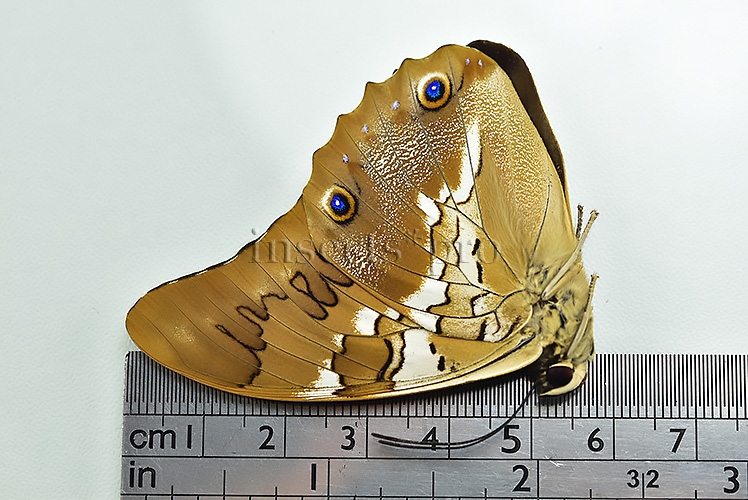 Prepona deiphile neoterpe A1 ♂ - Image 3