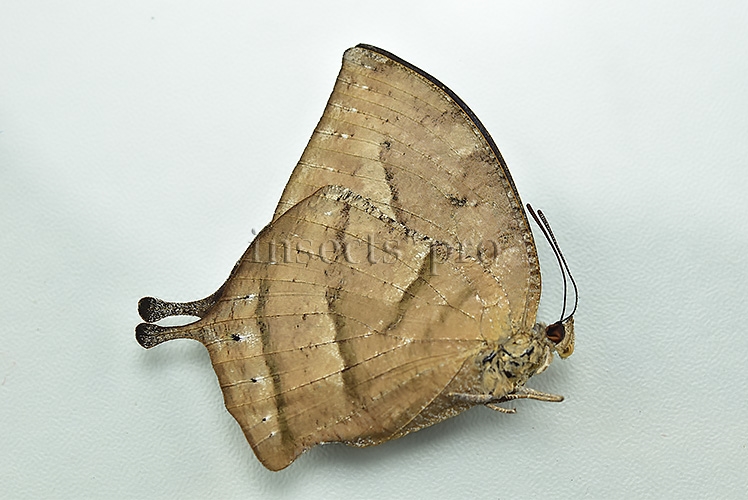 Anaea florita A1 ♀ - Image 2