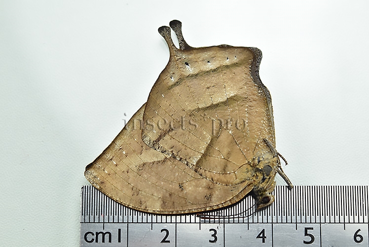 Anaea florita A1 ♀ - Image 3