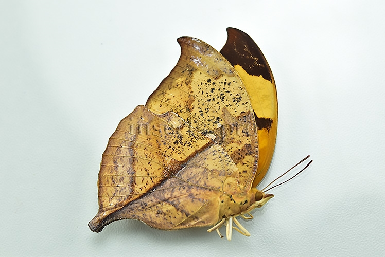 Anaea itys itys A1 ♀ - Image 2