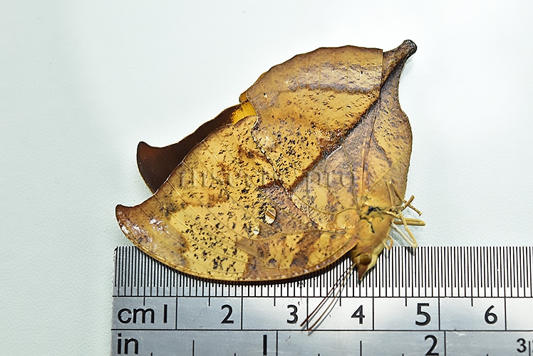 Anaea itys itys A1 ♀ - Image 3