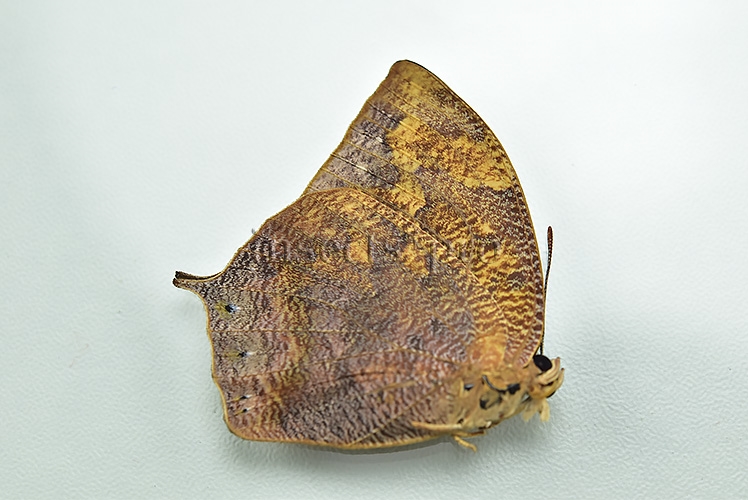 Anaea eurypyle ♂ - Image 2
