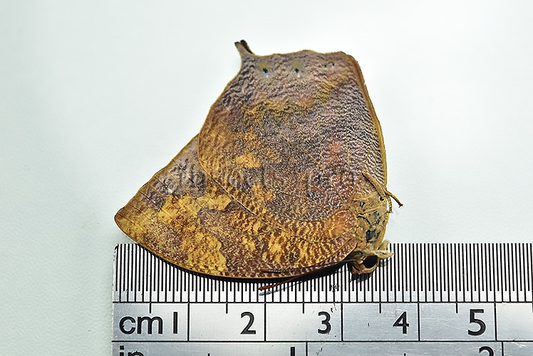Anaea eurypyle ♂ - Image 3