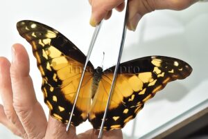 Morpho rhetenor helena A1 ♀