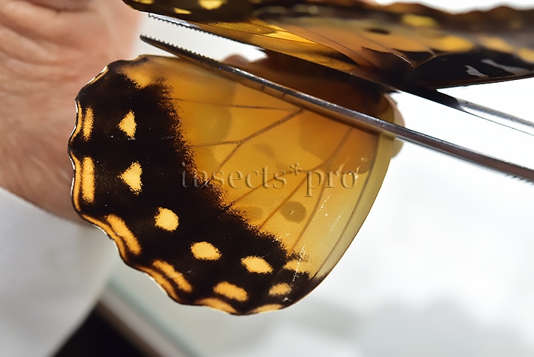 Morpho rhetenor helena A1 ♀ - Image 4