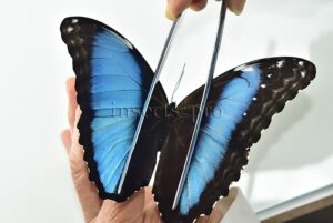Morpho deidamia mariae A1 *GYNANDROMORPH* ⚥ PERFECT BILATERAL